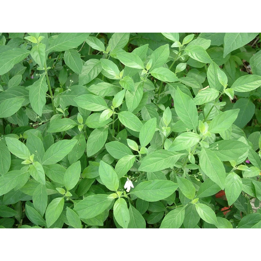 【田野仕】紅薏仁白鶴靈芝茶 圖2