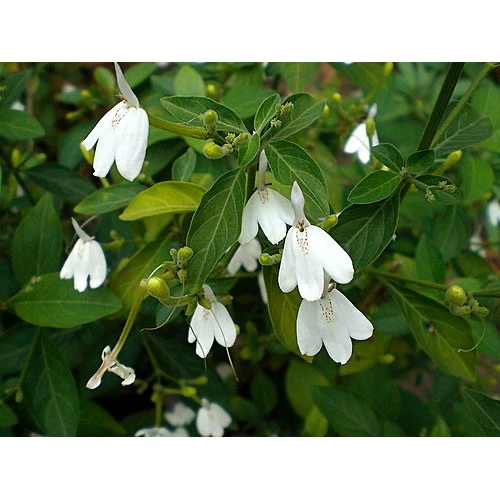 【田野仕】紅薏仁白鶴靈芝茶 圖3